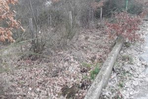 Fabrica di Roma - Bosco in località Quartaccio