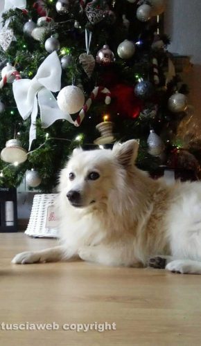 Viterbo - Whisky accanto all'albero di Natale