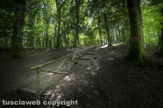 Soriano nel Cimino - La faggeta - Foto di Maurizio Di Giovancarlo