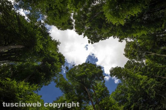 Soriano nel Cimino - La faggeta - Foto di Maurizio Di Giovancarlo