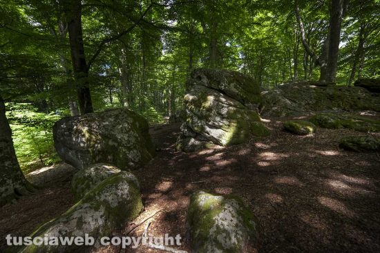 Soriano nel Cimino - La faggeta - Foto di Maurizio Di Giovancarlo