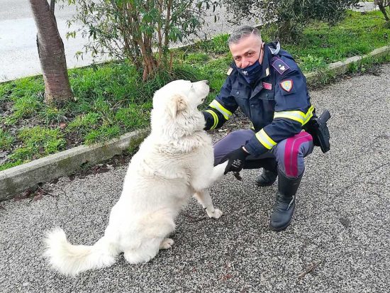 Terni - Il segugio salvato dalla polizia stradale 