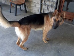 Il pastore tedesco Rocco