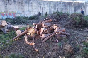 Uno degli alberi abbattuti