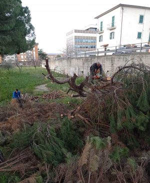 Viterbo - Gli interventi al verde pubblico