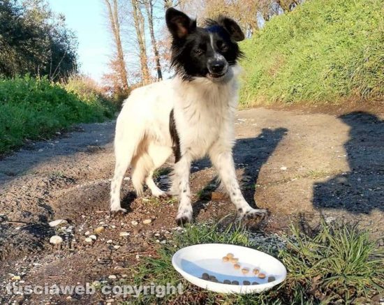Il cagnolino bianco e nero che i volontari stanno cercando