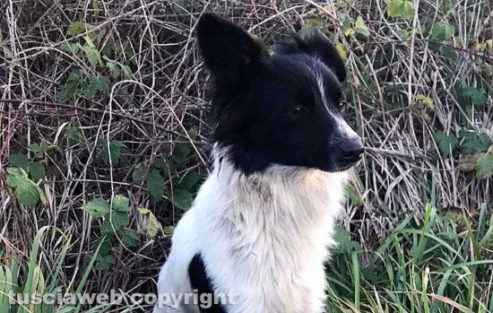 Il cagnolino bianco e nero che i volontari stanno cercando