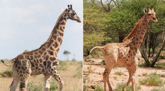 Gimli e Nigel - Le due giraffe affette da nanismo