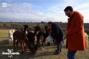 Viterbo - Lina verde all'azienda agricola Piani della Marina