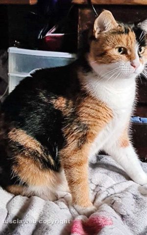 San Martino al Cimino - La gatta Mimma