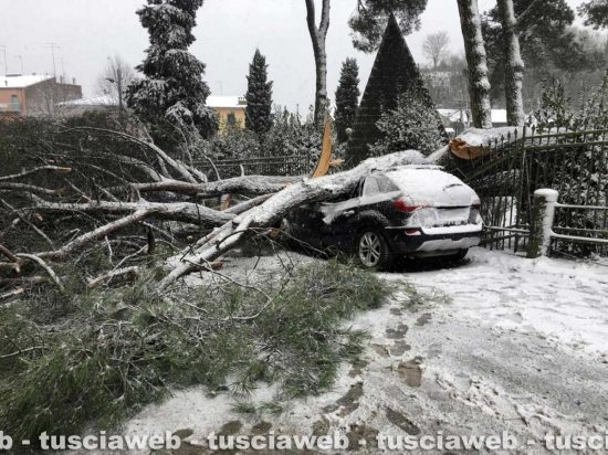 Bagnoregio - Albero crolla su auto