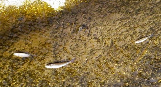 Moria di pesci a Nepi