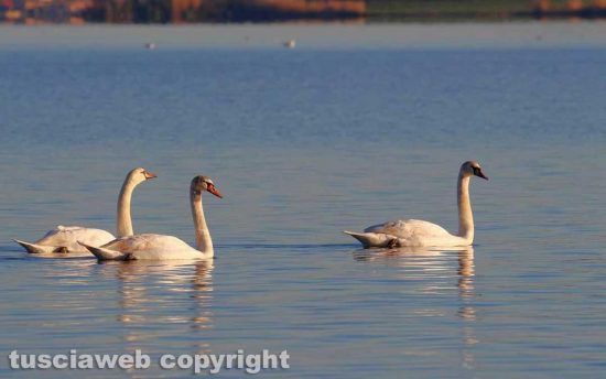 Cigni al lago di Bolsena