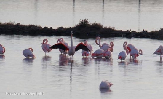Tarquinia - Fenicotteri rosa alle Saline