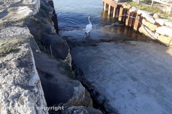 Marina di Montalto di Castro - Cigni