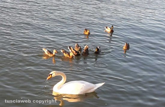 Marina di Montalto di Castro - Cigni