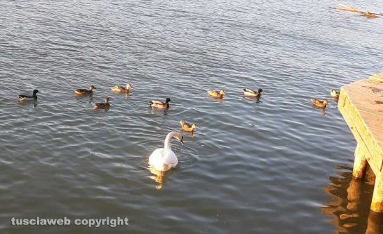 Marina di Montalto di Castro - Cigni