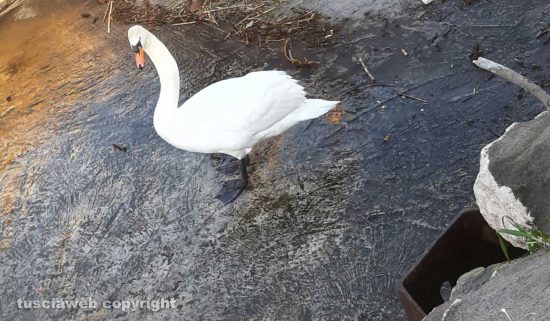 Marina di Montalto di Castro - Cigni