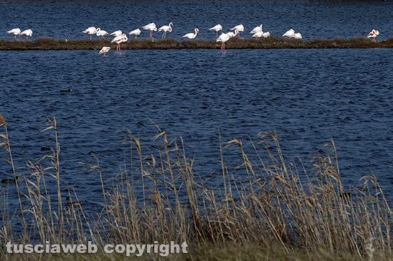 Tarquinia - La fauna delle saline