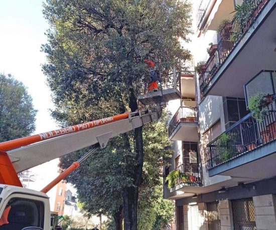 Viterbo - Comune - La potatura degli alberi