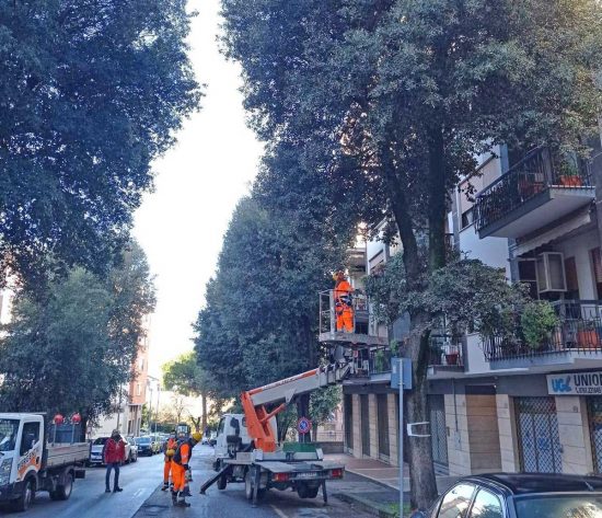 Viterbo - Comune - La potatura degli alberi