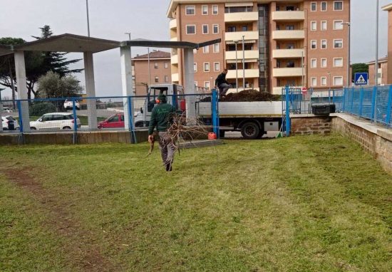 Viterbo - Comune - La potatura degli alberi in città e nei giardini delle scuole