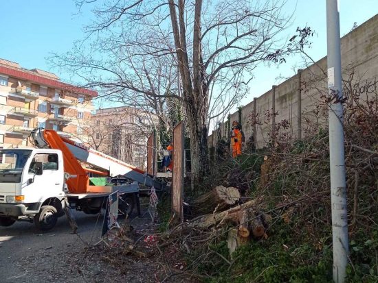 Viterbo - Comune - La potatura degli alberi in città e nei giardini delle scuole