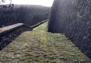 Interventi di potature 