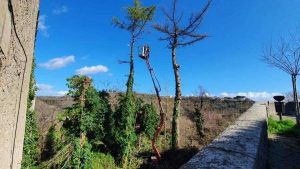 Interventi di potature 