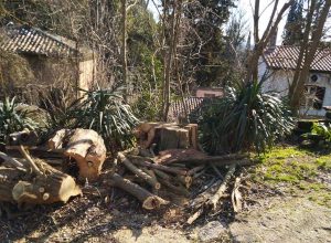 Interventi di potature 