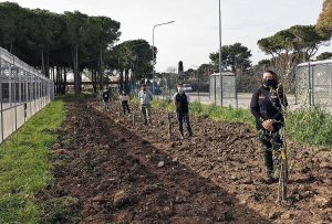 Tarquinia - I ragazzi del Cardarelli piantano gli olivi 