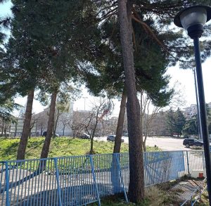 Viterbo - Gli alberi nei pressi della piscina comunale