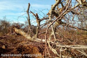 Viterbo - Taglio degli alberi sui monti Cimini