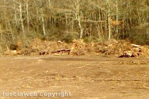 Viterbo - Taglio degli alberi sui monti Cimini