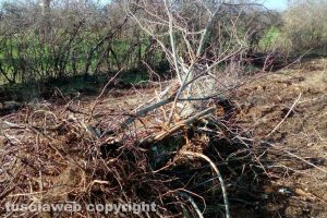 Viterbo - Taglio degli alberi sui monti Cimini