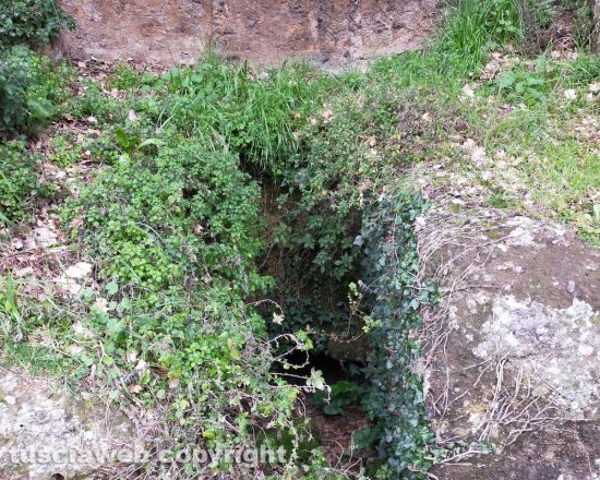 Castel d'Asso - La necropoli invasa dalle erbacce