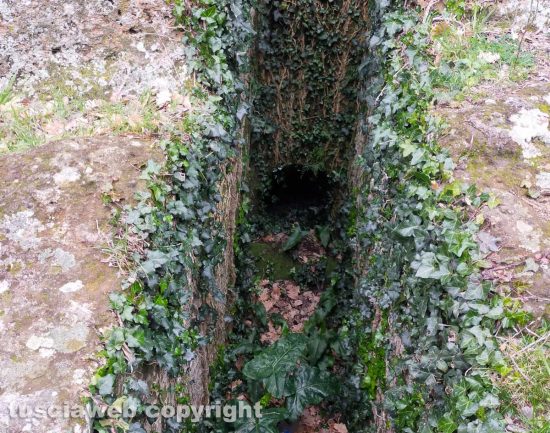 Castel d'Asso - La necropoli invasa dalle erbacce