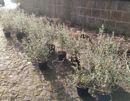 Vetralla - Interventi al verde pubblico