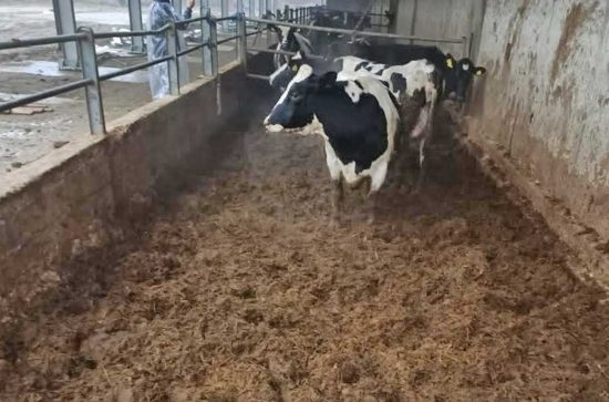 Cremona - I Nas all'allevamento di bovini sequestrato