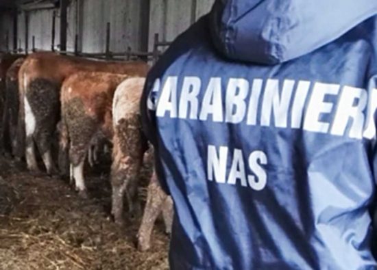 Cremona - I Nas all'allevamento di bovini sequestrato
