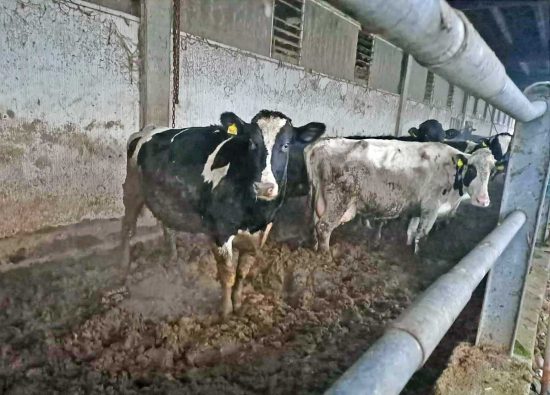 Cremona - I Nas all'allevamento di bovini sequestrato