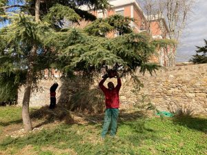 Civitavecchia - Giardino cittadella - Lavori di manutenzione del verde
