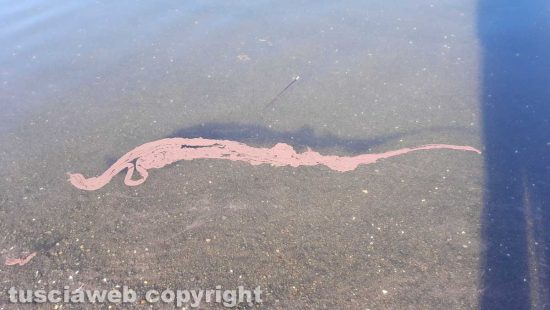 Ronciglione - L'acqua del lago di Vico colorata di rosso