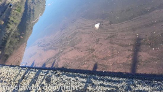Ronciglione - L'acqua del lago di Vico colorata di rosso