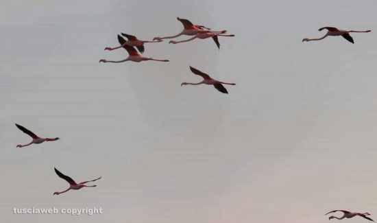Tarquinia - Fenicotteri rosa alle Saline
