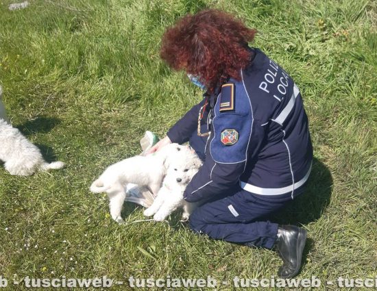 Sutri - Quattro cuccioli salvati dalla polizia locale