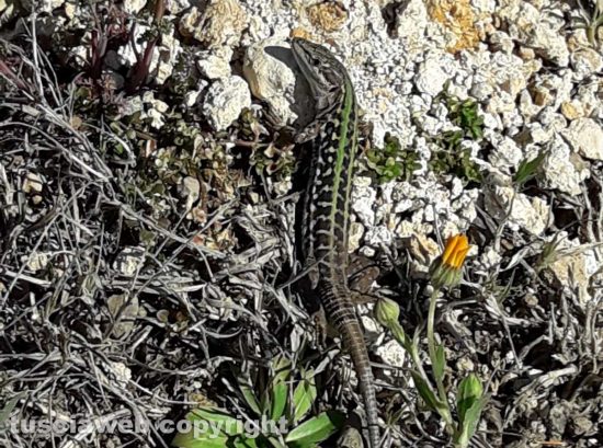 Una lucertola