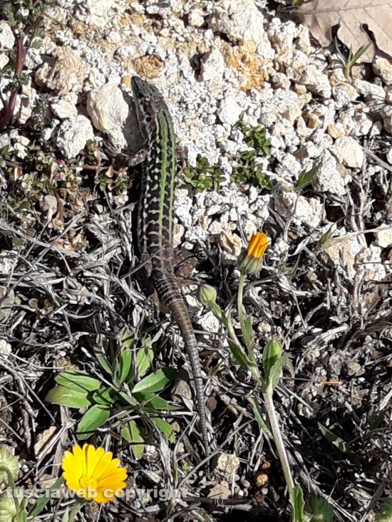Una lucertola