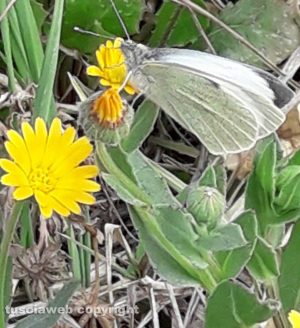 Viterbo - Margherita e farfalla