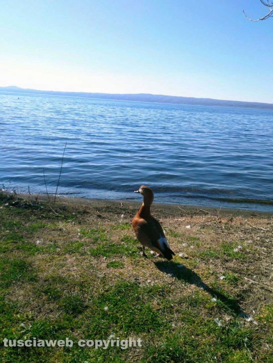 Bolsena - Uccelli sul lungolago